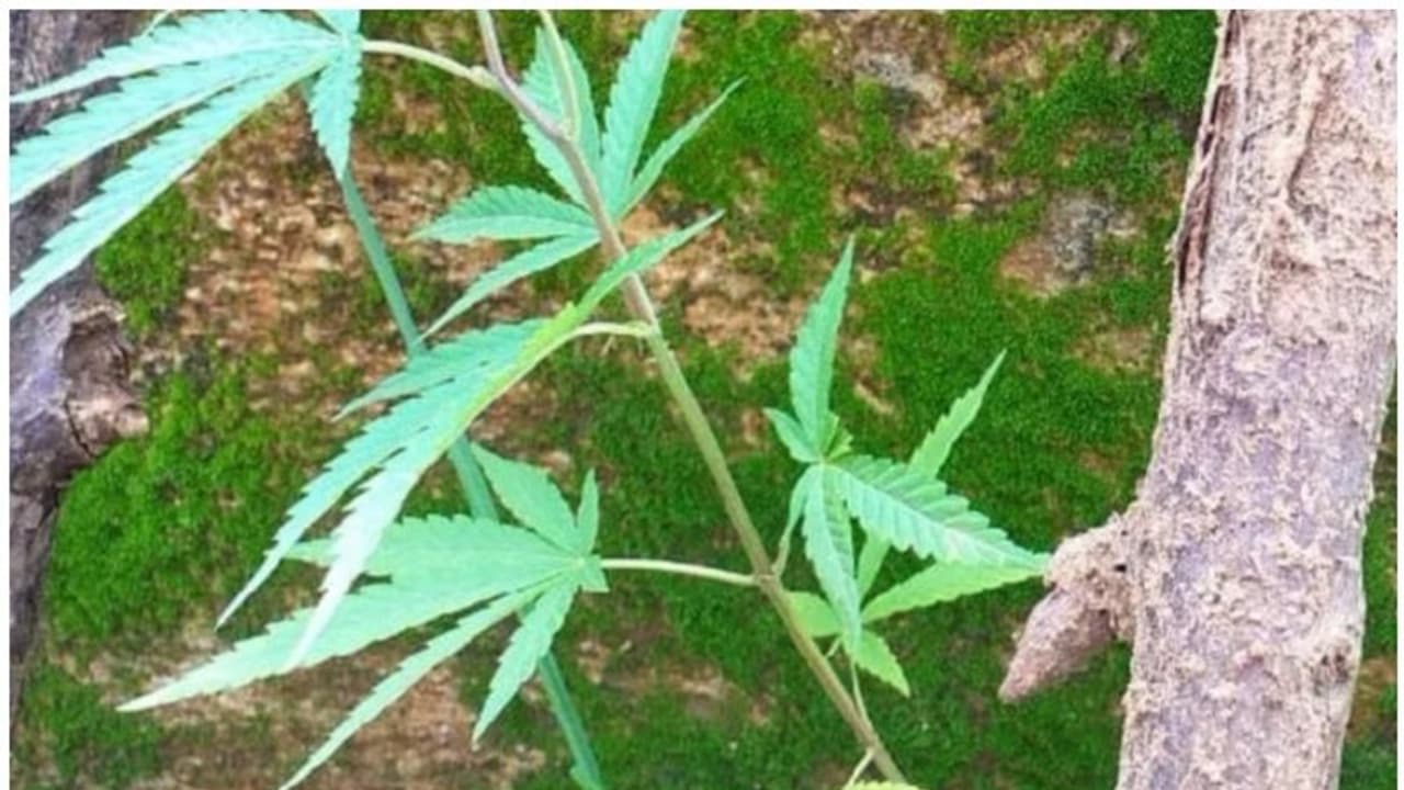 ಕಲ್ಪವೃಕ್ಷದ ಕೆಳಗೆ ಗಾಂಜಾ ಬೆಳೆ: ರೈತ ಅರೆಸ್ಟ್