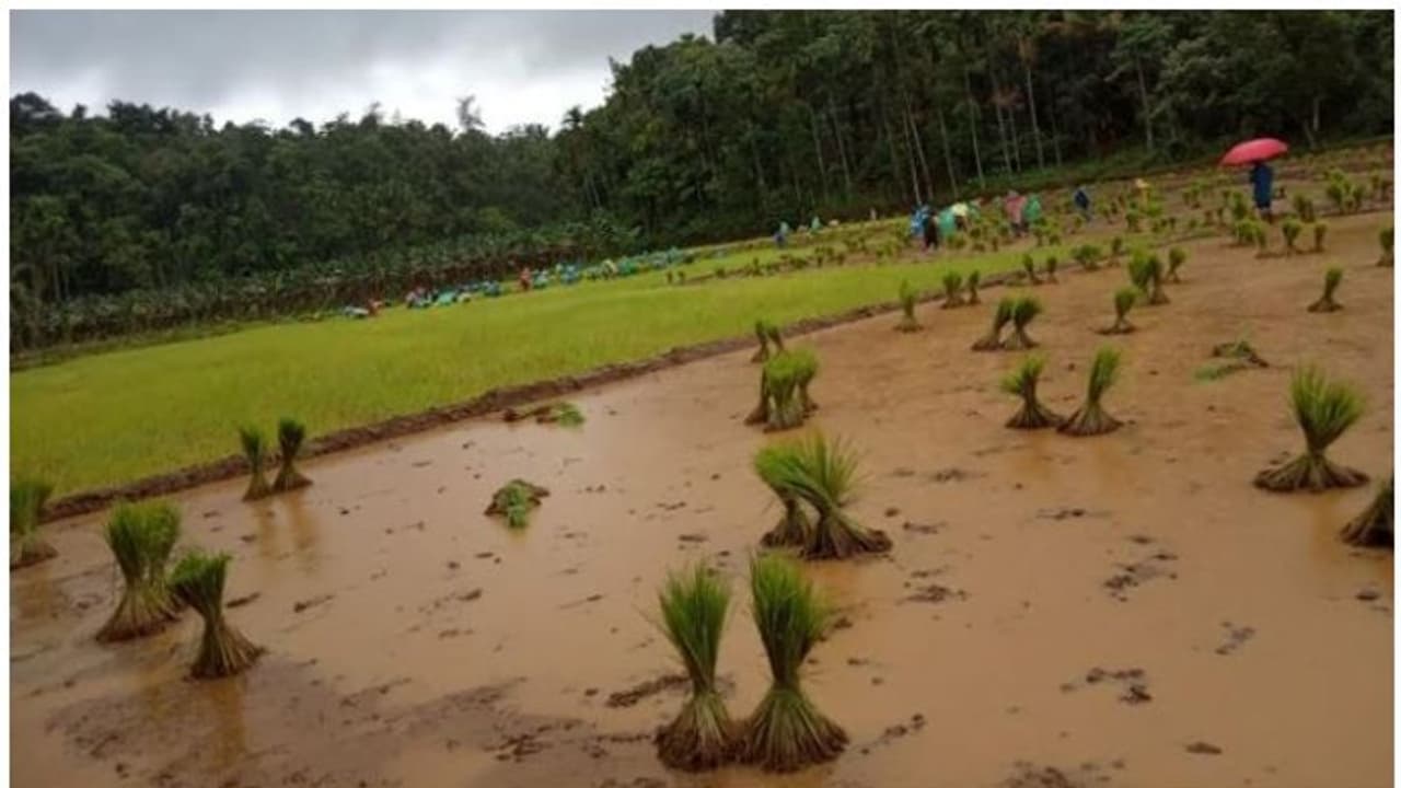 స్వామినాథన్ సిఫారసుల అమలుతో రెండేళ్లలో రెట్టింపు ఆదాయం పక్కా.. స్వామినాథన్ సిఫారసుల అమలుతో రెండేళ్లలో రెట్టింపు ఆదాయం పక్కా..