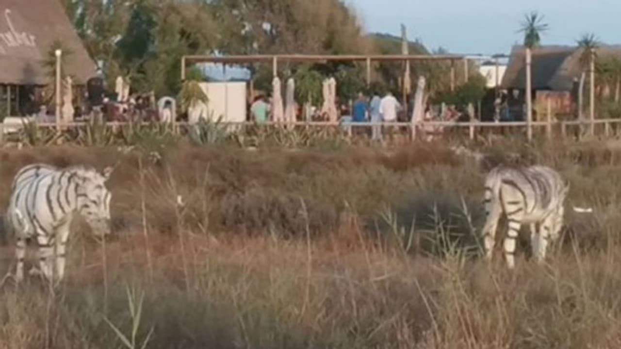 ವೆಡ್ಡಿಂಗ್ ಥೀಮ್ಗಾಗಿ ಝೀಬ್ರಾ ಆದ ಕತ್ತೆ..! ವೆಡ್ಡಿಂಗ್ ಥೀಮ್ಗಾಗಿ ಝೀಬ್ರಾ ಆದ ಕತ್ತೆ..!