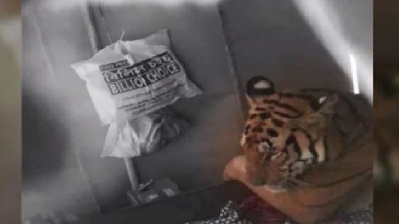 ಪ್ರವಾಹ ಪೀಡಿತ ಕಾಜಿರಂಗ ವನ್ಯದಿಂದ ತಪ್ಪಿಸಿಕೊಂಡ ಹುಲಿ ಮನೆಯಲ್ಲಿ ವಿಶ್ರಾಂತಿ! ಪ್ರವಾಹ ಪೀಡಿತ ಕಾಜಿರಂಗ ವನ್ಯದಿಂದ ತಪ್ಪಿಸಿಕೊಂಡ ಹುಲಿ ಮನೆಯಲ್ಲಿ ವಿಶ್ರಾಂತಿ!