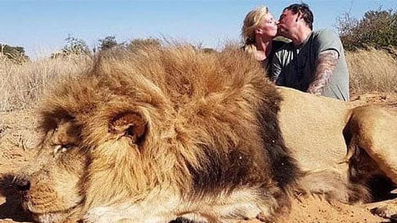 बेशर्मी की हद...शेर का शिकार कर लाश के पास किया KISS बेशर्मी की हद...शेर का शिकार कर लाश के पास किया KISS