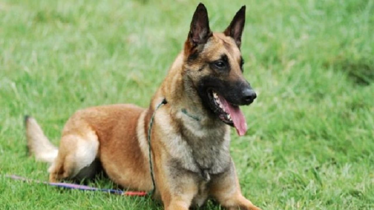 लादेन को खोजने वाले डॉग अब करेंगे दिल्ली मेट्रो की सुरक्षा