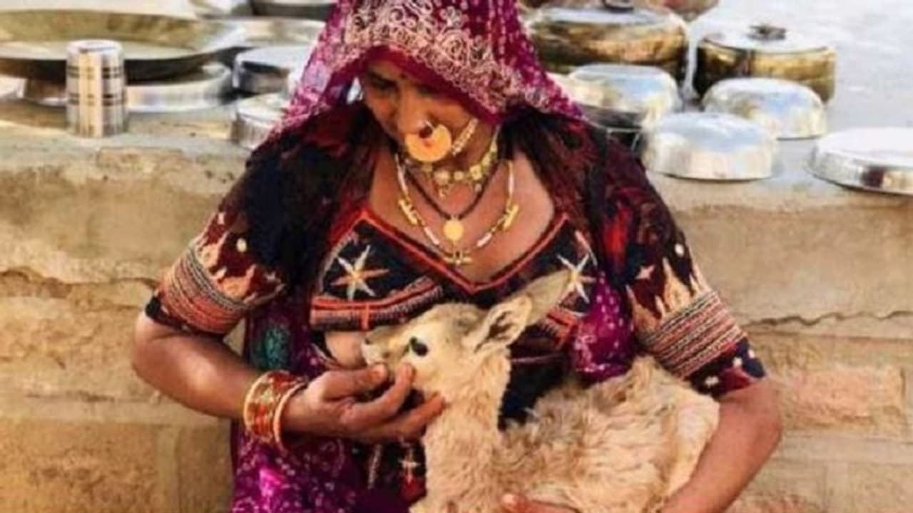 ತಾಯಿ ನೀ ಕರುಣಾಮಯಿ: ಮರಿಜಿಂಕೆಗೆ ಹಾಲುಣಿಸಿದ ಮಹಾತಾಯಿ! ತಾಯಿ ನೀ ಕರುಣಾಮಯಿ: ಮರಿಜಿಂಕೆಗೆ ಹಾಲುಣಿಸಿದ ಮಹಾತಾಯಿ!