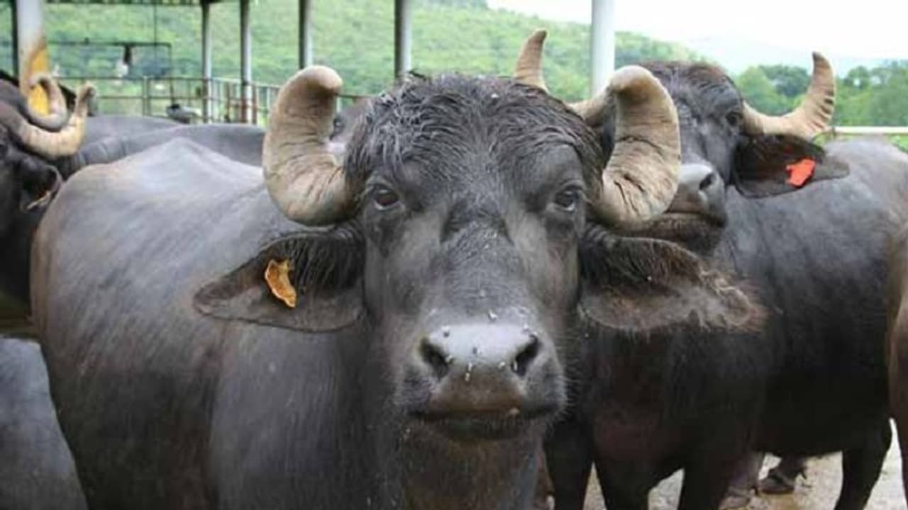 எருமை மாடுகளை திருட வந்ததாக 3 பேர் அடித்துக்கொலை …. பீகாரில் கொடூரம் !! எருமை மாடுகளை திருட வந்ததாக 3 பேர் அடித்துக்கொலை …. பீகாரில் கொடூரம் !!