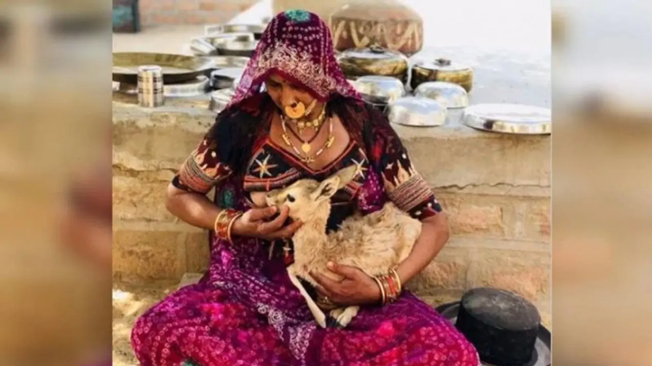 ಜಿಂಕೆ ಮರಿಗೆ ಎದೆ ಹಾಲುಣಿಸುವ ಫೋಟೋ ಜಾಲತಾಣದಲ್ಲಿ ವೈರಲ್! ಜಿಂಕೆ ಮರಿಗೆ ಎದೆ ಹಾಲುಣಿಸುವ ಫೋಟೋ ಜಾಲತಾಣದಲ್ಲಿ ವೈರಲ್!