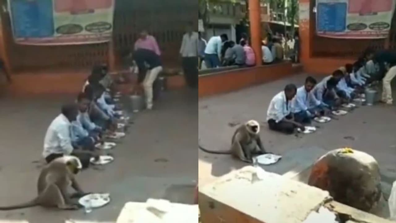 লঙ্গরখানায় সাধারণ মানুষের পাশে বসে খাবার খাচ্ছে এক বানর, ভিডিও ভাইরাল সোশ্যাল মিডিয়ায়