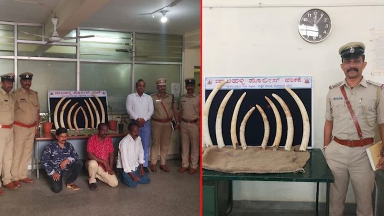 Bengaluru Police arrest four Tamil Nadu men for trying to sell elephant tusks in city Bengaluru Police arrest four Tamil Nadu men for trying to sell elephant tusks in city