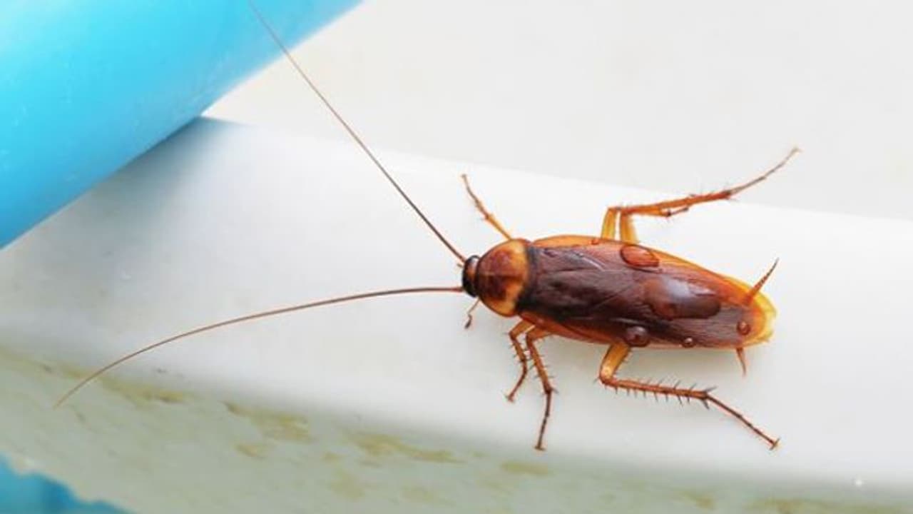 పబ్ యజమానిపై ప్రతీకారం.. కిచెన్ లో 20 బొద్దింకలు వదిలిన చెఫ్... పబ్ యజమానిపై ప్రతీకారం.. కిచెన్ లో 20 బొద్దింకలు వదిలిన చెఫ్...