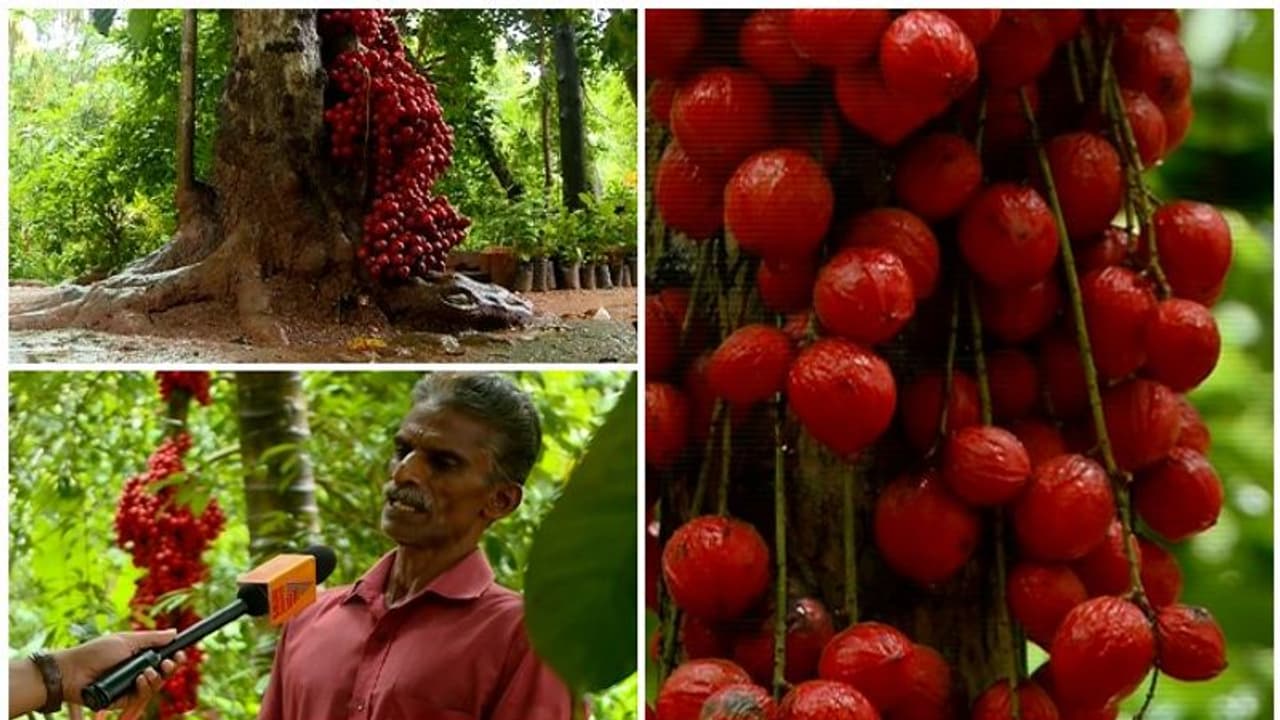 രുചിയില് റമ്പൂട്ടാനോട് സമം: കായ്ക്കുന്നത് തടിയില്, ഇത് മൂട്ടിപ്പഴം രുചിയില് റമ്പൂട്ടാനോട് സമം: കായ്ക്കുന്നത് തടിയില്, ഇത് മൂട്ടിപ്പഴം
