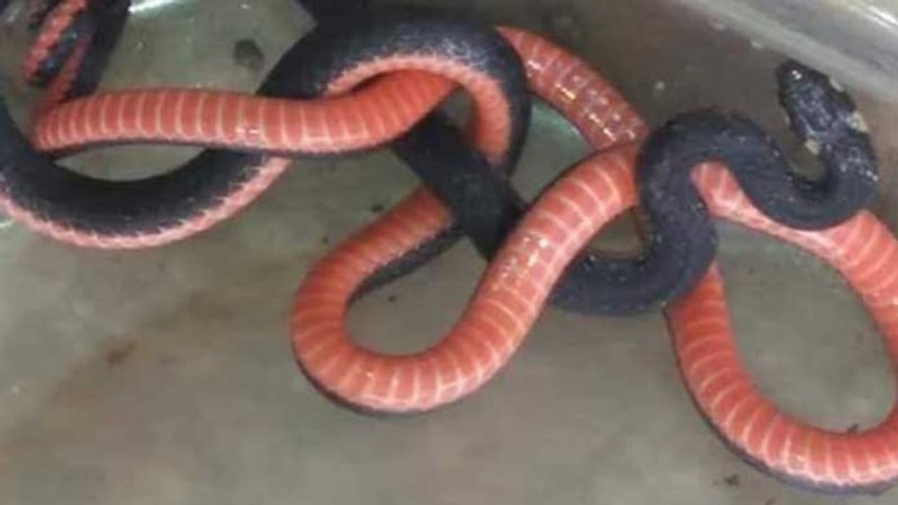 ಉರಗ ತಜ್ಞರ ಮನೆಗೇ ಬಂತು ವಿಷಕಾರಿ ಹಾವು ಉರಗ ತಜ್ಞರ ಮನೆಗೇ ಬಂತು ವಿಷಕಾರಿ ಹಾವು