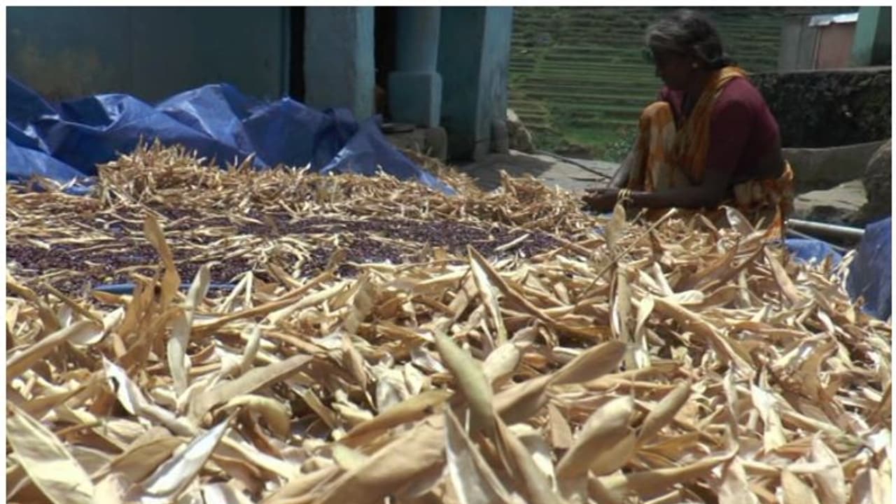 വട്ടവടയിലെ കൃഷിയിടങ്ങളില് വെള്ളമില്ല; ഓണവിപണി ആശങ്കയില് വട്ടവടയിലെ കൃഷിയിടങ്ങളില് വെള്ളമില്ല; ഓണവിപണി ആശങ്കയില്