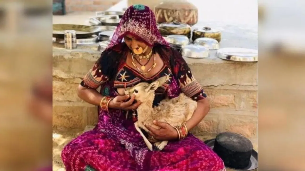 தாயை இழந்த மான் குட்டிக்கு பாலூட்டிய பெண்... சமூகவலைத்தளங்களில் குவியும் பாராட்டுக்கள்!! தாயை இழந்த மான் குட்டிக்கு பாலூட்டிய பெண்... சமூகவலைத்தளங்களில் குவியும் பாராட்டுக்கள்!!