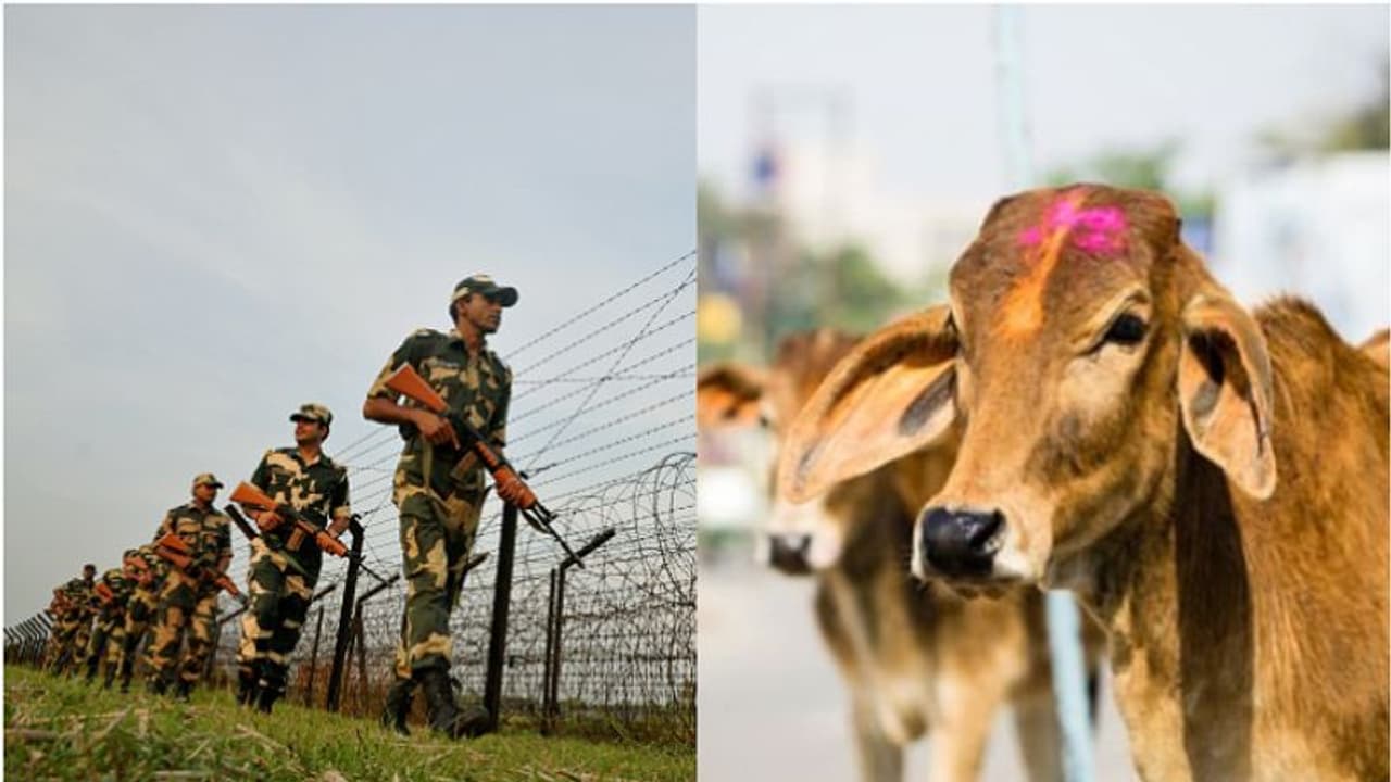 সীমান্তে জলপথে গবাদি পশুর পাচার রুখতে কড়া পদক্ষেপ বিএসএফ এর সীমান্তে জলপথে গবাদি পশুর পাচার রুখতে কড়া পদক্ষেপ বিএসএফ এর