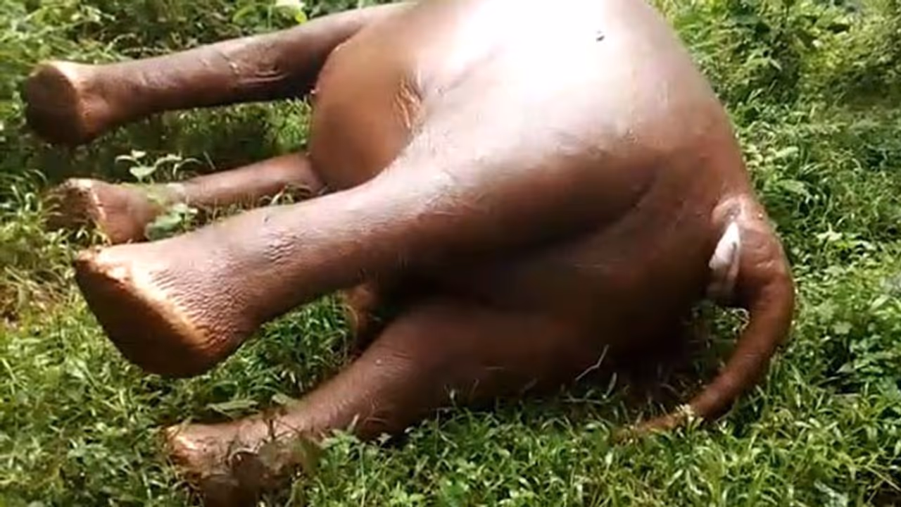 വയനാട്ടില് വൈദ്യുതാഘാതമേറ്റ് കാട്ടാനയെ ചരിഞ്ഞ നിലയില് കണ്ടെത്തി വയനാട്ടില് വൈദ്യുതാഘാതമേറ്റ് കാട്ടാനയെ ചരിഞ്ഞ നിലയില് കണ്ടെത്തി