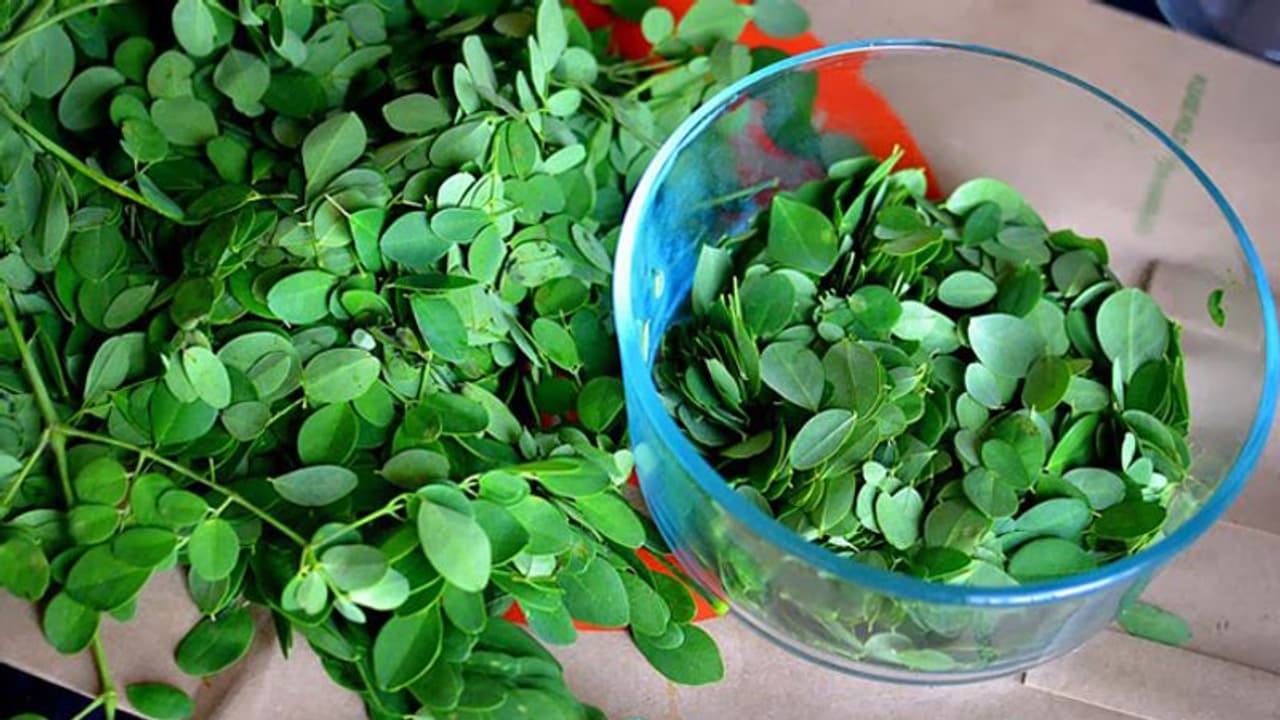 കര്ക്കടക മാസത്തിൽ മുരിങ്ങയില കഴിക്കുന്നതിൽ കുഴപ്പമുണ്ടോ? കര്ക്കടക മാസത്തിൽ മുരിങ്ങയില കഴിക്കുന്നതിൽ കുഴപ്പമുണ്ടോ?