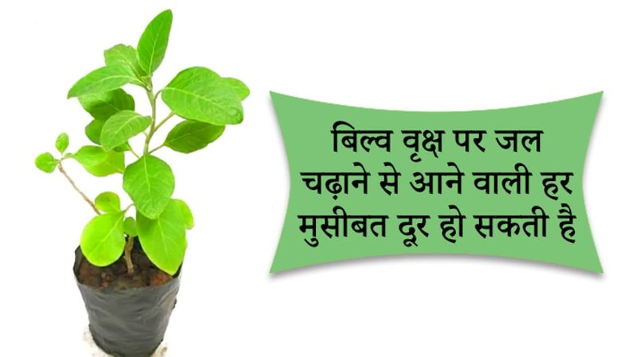 शिवलिंग पर बिल्व पत्र चढ़ाने से दूर हो सकती है हर परेशानी, लेकिन ध्यान रखें ये 5 बातें शिवलिंग पर बिल्व पत्र चढ़ाने से दूर हो सकती है हर परेशानी, लेकिन ध्यान रखें ये 5 बातें