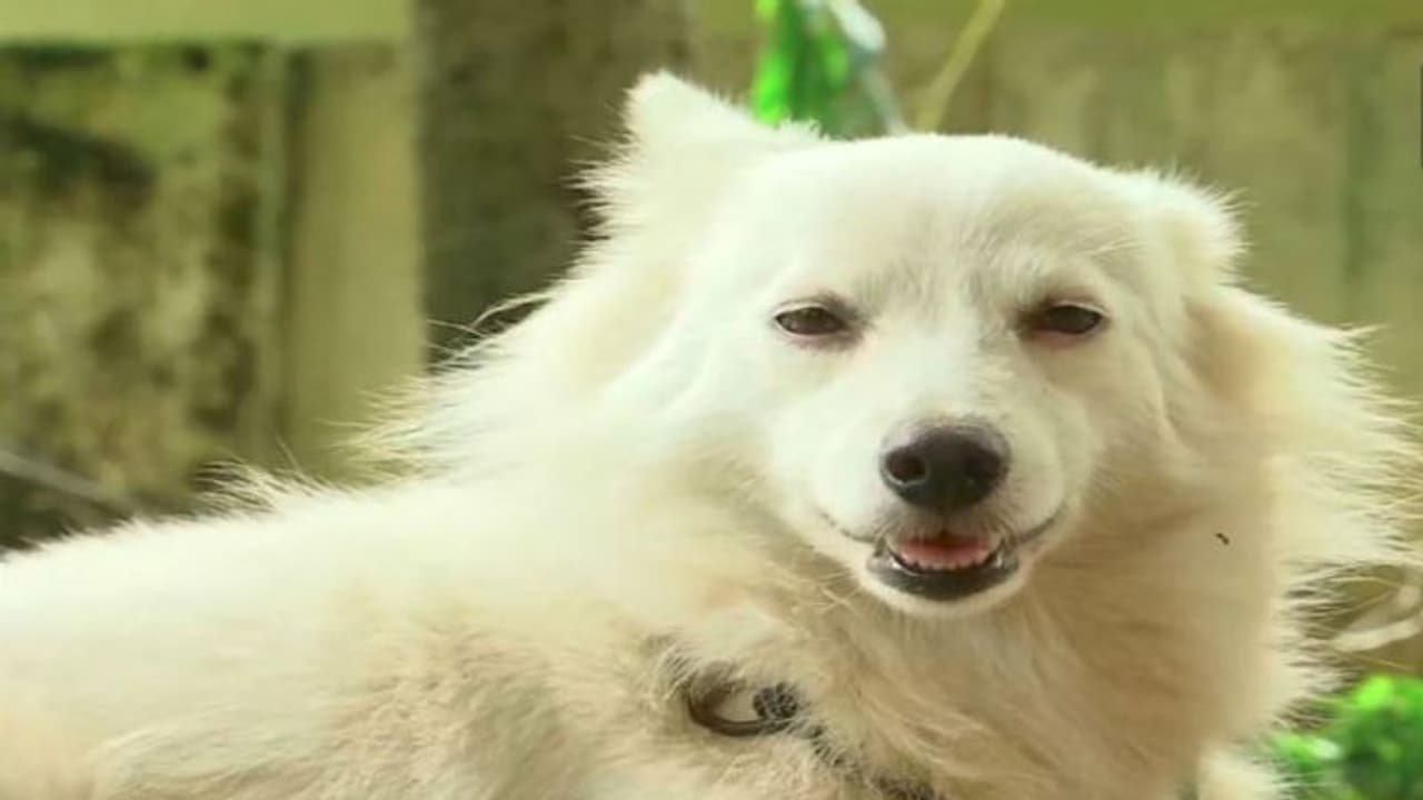 পোষ্যর প্রেমে অমত মালিকের, পরিণামে রাস্তায় ঠাঁই হল জার্মান স্পিৎজ এর