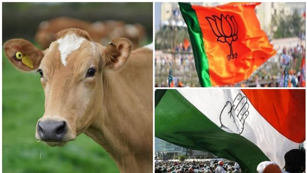 പശു സാധാരണ മൃഗമോ, അതോ മാതാവോ?; നിയമസഭയില് കോണ്ഗ്രസ് ബിജെപി വാക്പോര് പശു സാധാരണ മൃഗമോ, അതോ മാതാവോ?; നിയമസഭയില് കോണ്ഗ്രസ് ബിജെപി വാക്പോര്