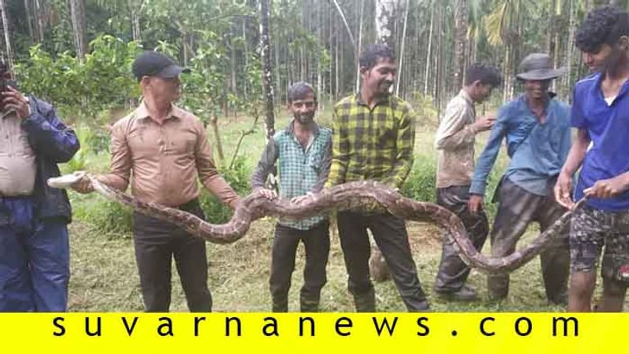 ಚಿಕ್ಕಮಗಳೂರು: ಅಡಕೆ ತೋಟದಲ್ಲಿತ್ತು 12 ಅಡಿ ಉದ್ದದ ಹೆಬ್ಬಾವು