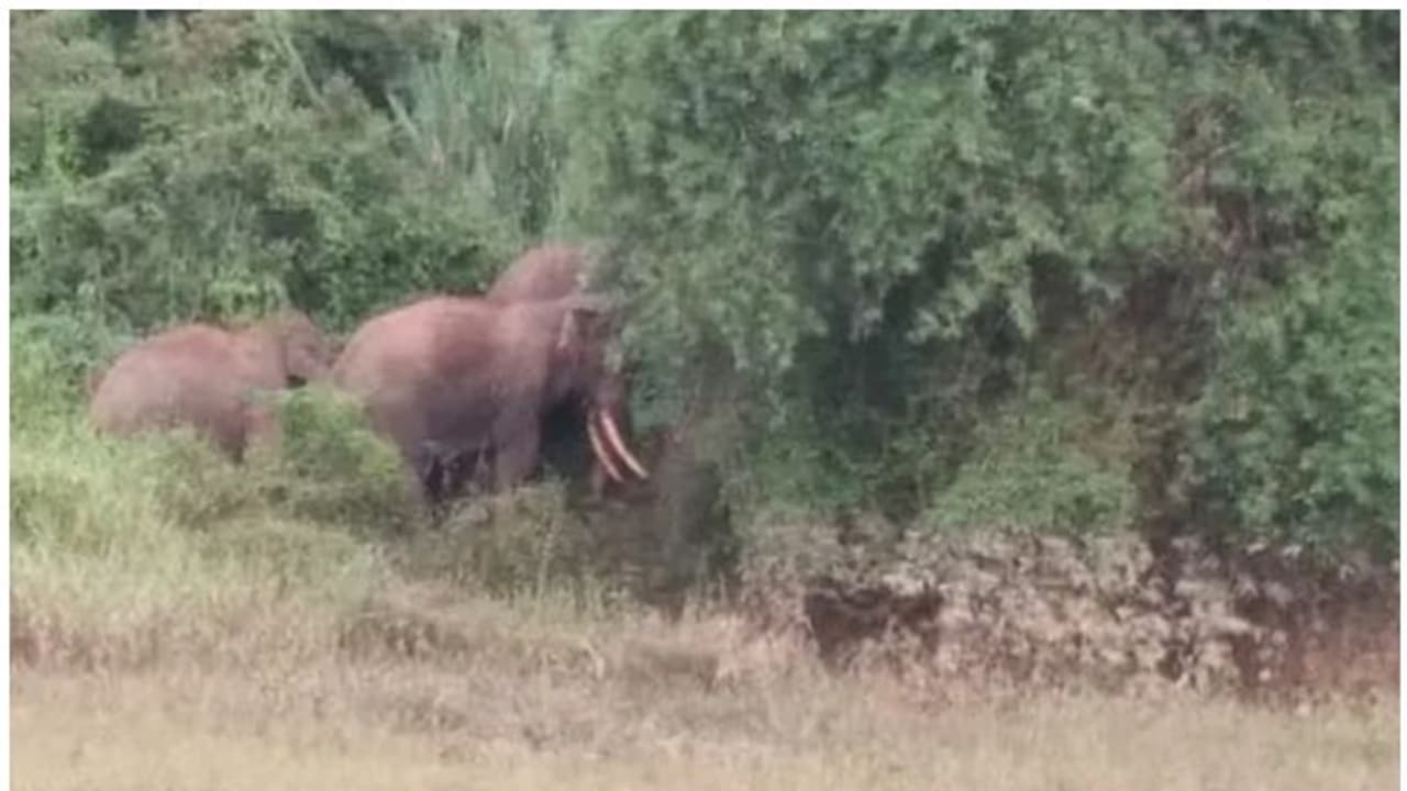 വയനാട്ടില്‍ ജനവാസമേഖലയില്‍ ഭീതിപടര്‍ത്തി കാട്ടാനക്കൂട്ടം; തുരത്താന്‍ ശ്രമം തുടരുന്നു