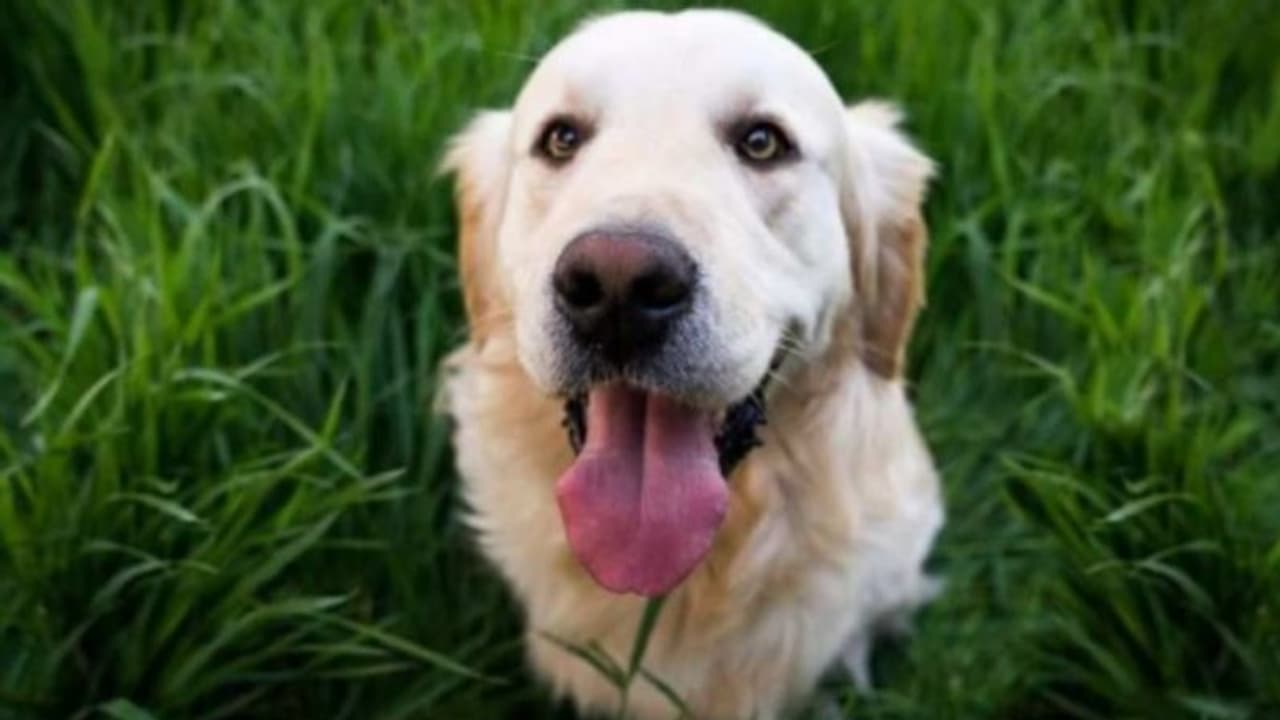 രക്തം ദാനം ചെയ്ത് ഒരു നായ! രക്തം ദാനം ചെയ്ത് ഒരു നായ!