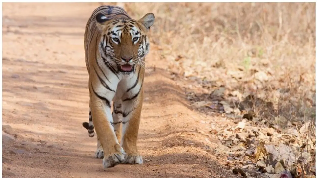 ആളുകൾക്ക് മുന്നിലേക്ക് കൊണ്ടുവരുന്നതിനിടെ പരിശീലകയെ കടിച്ച് കുടഞ്ഞ് കടുവ, പാർക്ക് അടച്ചു 