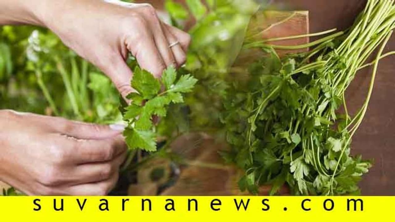 ತೂಕ ಇಳಿಸಲು ಕೊತ್ತಂಬರಿಯಂಥ ಸೊಪ್ಪಿದು...!