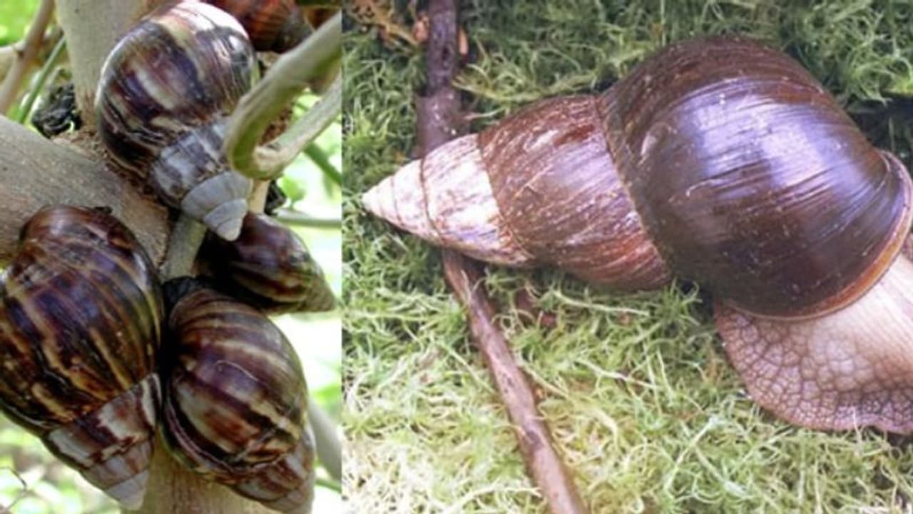 സൂക്ഷിക്കണം ഈ ഒച്ചുകളെ; പരത്തുന്നത് മാരക രോഗങ്ങള് സൂക്ഷിക്കണം ഈ ഒച്ചുകളെ; പരത്തുന്നത് മാരക രോഗങ്ങള്