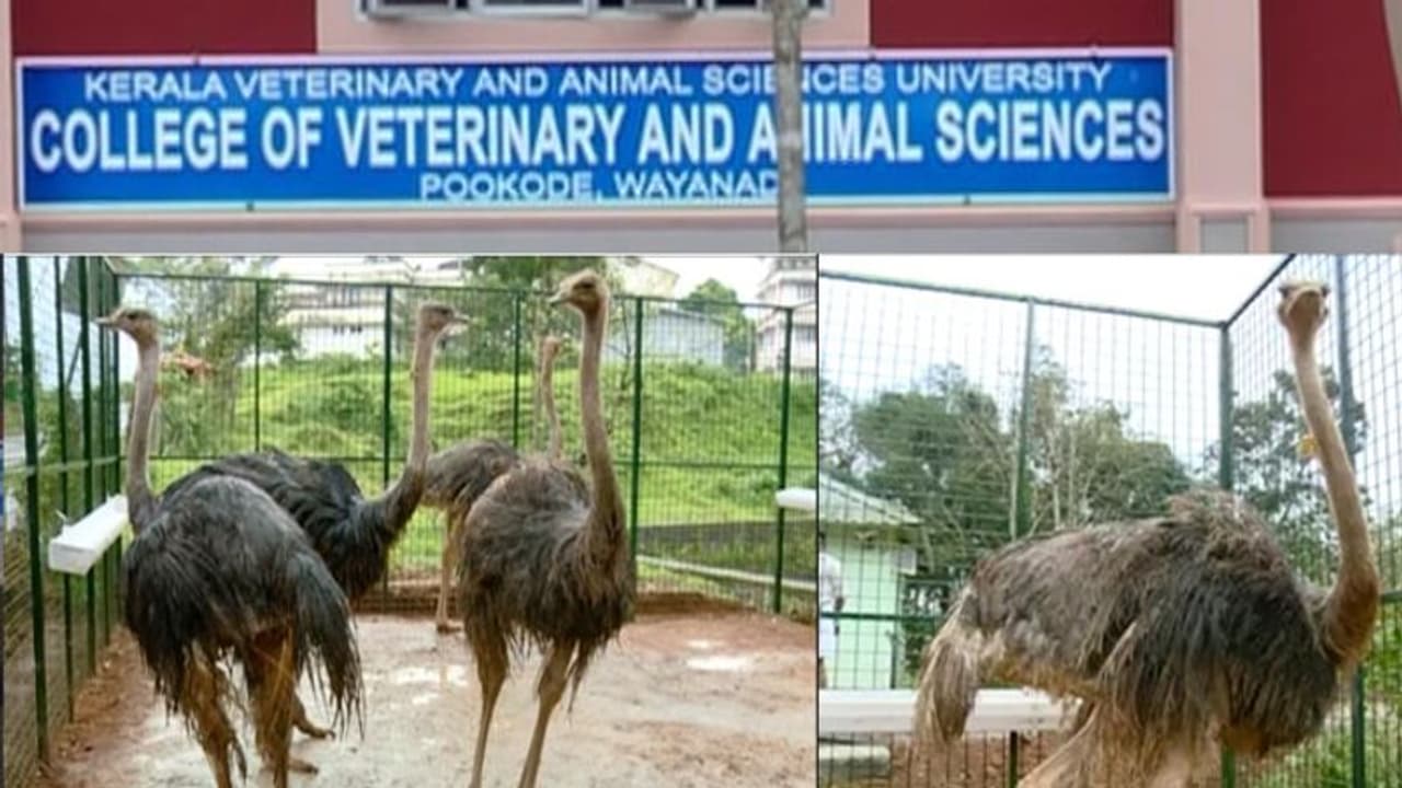 പക്ഷികളോട് കൊടും ക്രൂരത; വയനാട് വെറ്ററിനറി സർവകലാശാലയ്ക്കെതിരെ നടപടിയുമായി സർക്കാർ പക്ഷികളോട് കൊടും ക്രൂരത; വയനാട് വെറ്ററിനറി സർവകലാശാലയ്ക്കെതിരെ നടപടിയുമായി സർക്കാർ