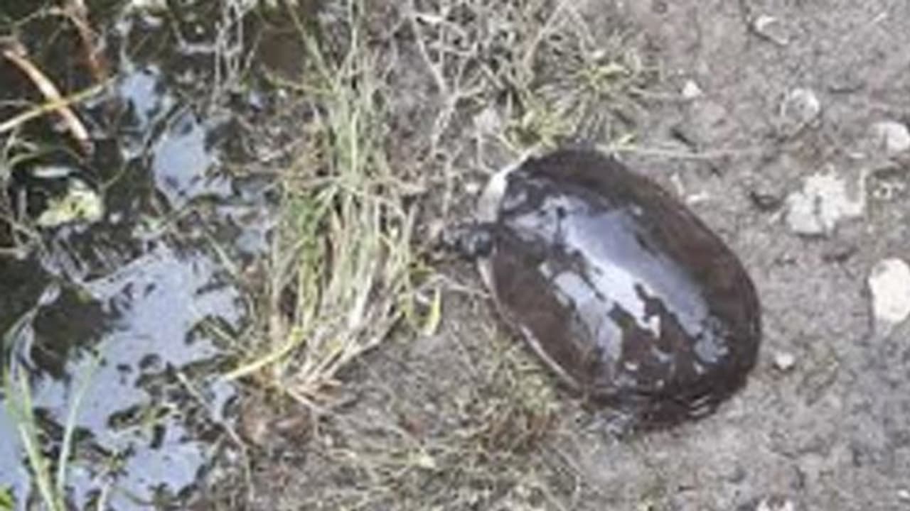 വെള്ളത്തിന് നിറവ്യത്യാസം, പാടശേഖത്തില് ആമകള് ചത്തുപൊങ്ങി; നാട്ടുകാര് ആശങ്കയില് വെള്ളത്തിന് നിറവ്യത്യാസം, പാടശേഖത്തില് ആമകള് ചത്തുപൊങ്ങി; നാട്ടുകാര് ആശങ്കയില്