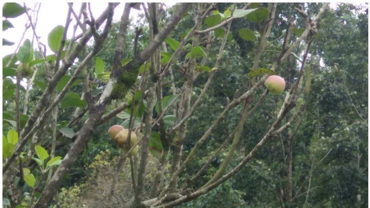 പൂക്കളുടെ നാട്ടില്‍ ഇനി ആപ്പിളും കായ്ക്കും