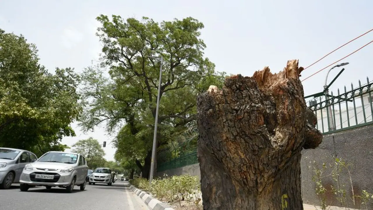 Aarey Forest: Bollywood celebs cry over lungs of Mumbai being cut Aarey Forest: Bollywood celebs cry over lungs of Mumbai being cut