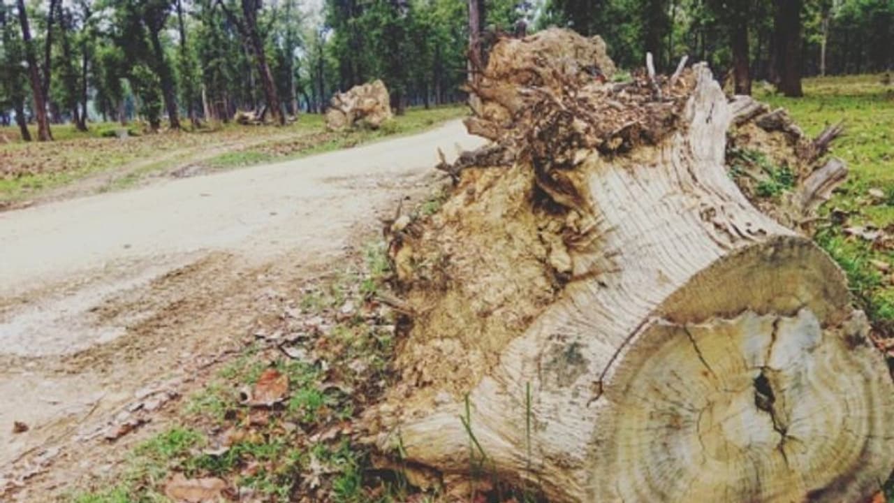 মোদী জমানায় 'উন্নয়ন' প্রকল্পে কাটা পড়েছে প্রায় ১ কোটি গাছ, বিরোধীদের তোপের মুখে সরকার মোদী জমানায় 'উন্নয়ন' প্রকল্পে কাটা পড়েছে প্রায় ১ কোটি গাছ, বিরোধীদের তোপের মুখে সরকার