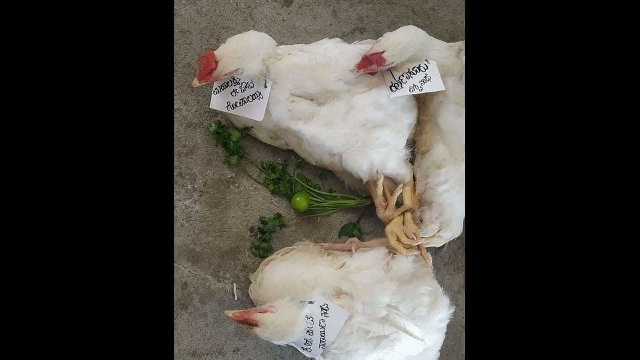 ಕೂಗೋ ಕೋಳಿಗೆ ಖಾರ ಮಸಾಲೆ, ಬಾಡೂಟಕ್ಕೆ ಚಿಕನ್ ಆದ್ರು ಜೆಡಿಎಸ್ ಶಾಸಕರು!