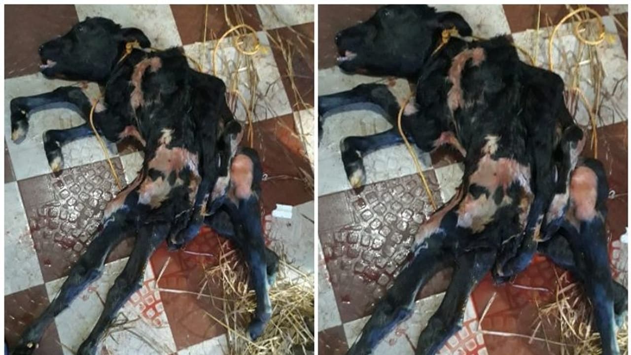 എട്ടുകാലുകളുമായി പശുക്കിടാവ്; കൗതുകത്തോടെ നാട്ടുകാര്‍