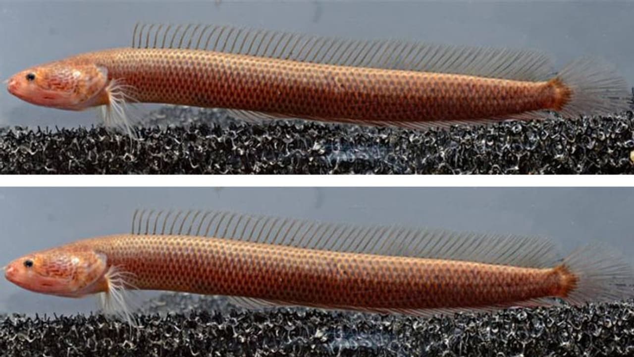 തിരുവല്ലയിലെ കിണറില്‍ നിന്ന് കണ്ടെത്തിയത് 'മഹാബലിയെ'; അപൂര്‍വ്വമെന്ന് ഗവേഷകര്‍