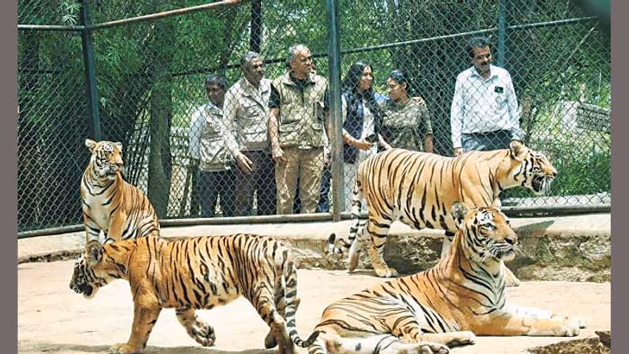 Bengaluru’s Bannerghatta Biological Park names tiger cub after Hima Das Bengaluru’s Bannerghatta Biological Park names tiger cub after Hima Das