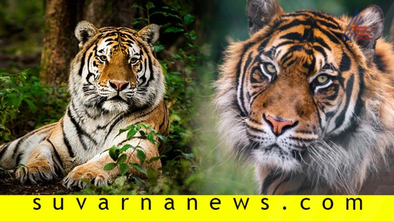 ಹುಲಿಗಣತಿಯಲ್ಲಿ ಭಾರೀ ಲೋಪದೋಷ?: ನಕಲು ಚಿತ್ರಗಳ ಬಂಡವಾಳ ಬಯಲು! ಹುಲಿಗಣತಿಯಲ್ಲಿ ಭಾರೀ ಲೋಪದೋಷ?: ನಕಲು ಚಿತ್ರಗಳ ಬಂಡವಾಳ ಬಯಲು!