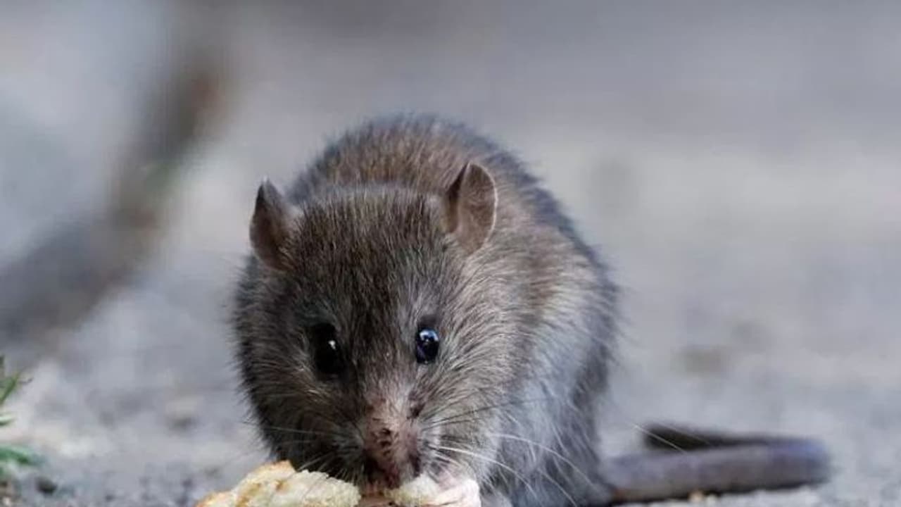 ഭക്ഷണത്തില് എലിയുടെ അവശിഷ്ടങ്ങള്; സൗദിയില് അധികൃതര് ഹോട്ടല് പൂട്ടിച്ചു ഭക്ഷണത്തില് എലിയുടെ അവശിഷ്ടങ്ങള്; സൗദിയില് അധികൃതര് ഹോട്ടല് പൂട്ടിച്ചു