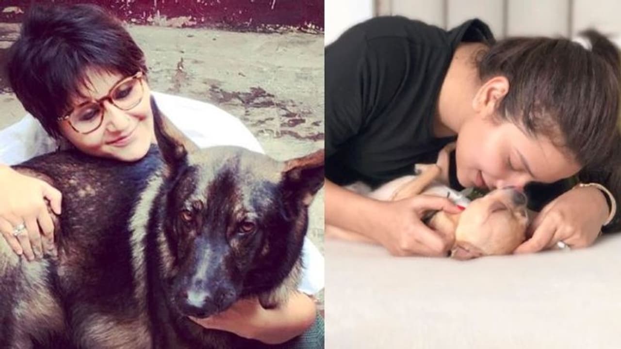 বাড়িতে আদরের পোষ্য! বেড়াতে যাওয়ার আগে মাথায় রাখুন এই ৭টি বিষয়