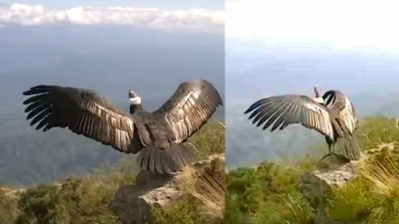 ചടയമംഗലത്തെത്തിയ ജഡായു ഒറിജിനലോ? സത്യമിതാണ് ചടയമംഗലത്തെത്തിയ ജഡായു ഒറിജിനലോ? സത്യമിതാണ്