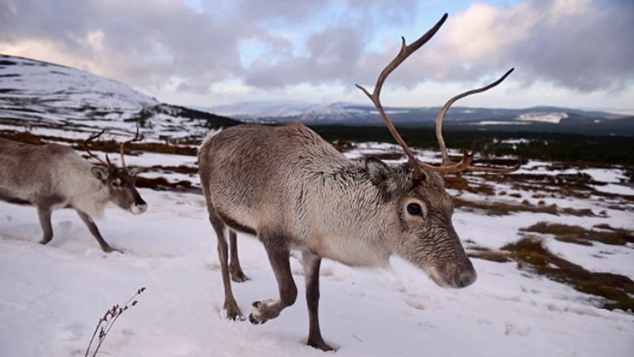 ২০০ র বেশি বলগা হরিণের মৃত্যুতে প্রমাদ গুনছেন পরিবেশবিদরা ২০০ র বেশি বলগা হরিণের মৃত্যুতে প্রমাদ গুনছেন পরিবেশবিদরা