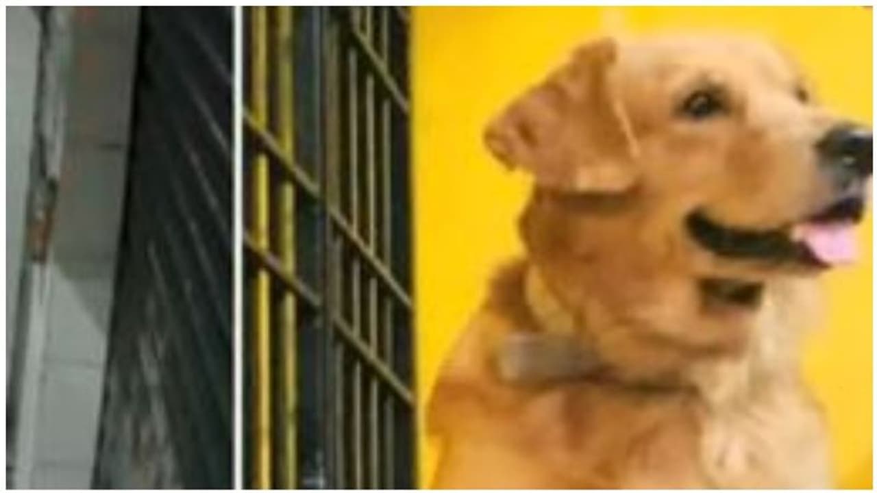 கோடம்பாக்கத்து பரபரப்பு சிசிடிவி காட்சி..! பட்டப்பகலில் கடத்தப்பட்ட நாய்..! அதுவும் ஒரு பெண்..?! கோடம்பாக்கத்து பரபரப்பு சிசிடிவி காட்சி..! பட்டப்பகலில் கடத்தப்பட்ட நாய்..! அதுவும் ஒரு பெண்..?!