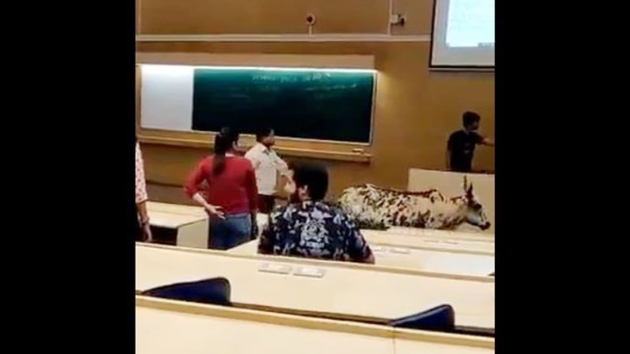 আইআইটি র ক্লাসরুমে হঠাৎ আবির্ভূত হলেন গোমাতা, কী হল তারপর আইআইটি র ক্লাসরুমে হঠাৎ আবির্ভূত হলেন গোমাতা, কী হল তারপর
