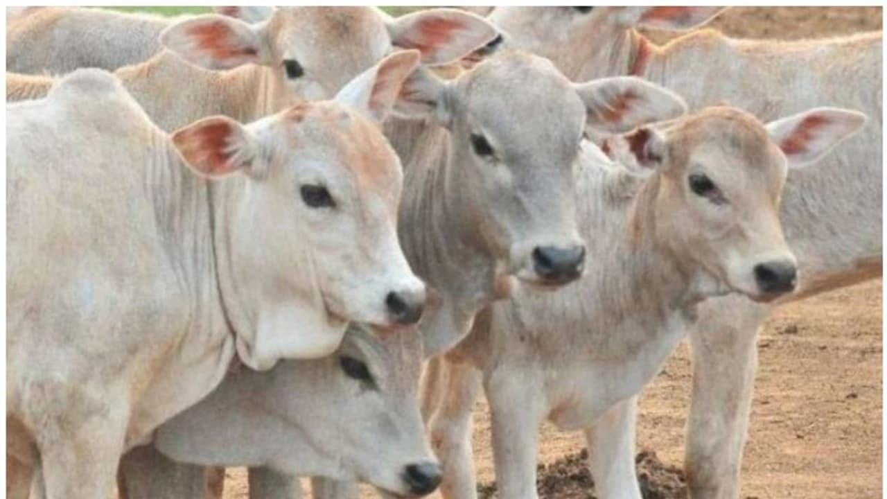 Hassan illegal slaughterhouse raid: Police find 60 cows hung, blood flown into lake; seize 10,000 kg beef