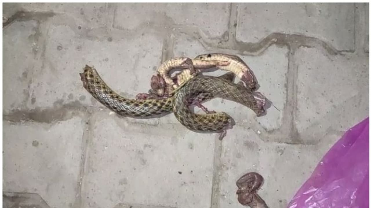 ಎಣ್ಣೆ ಏಟು, ತನಗೆ ಕಚ್ಚಿದ ಹಾವನ್ನೇ ಕಚ್ಚಿ ಕಚ್ಚಿ ತುಂಡರಿಸಿದ, ಮುಂದೆ! ಎಣ್ಣೆ ಏಟು, ತನಗೆ ಕಚ್ಚಿದ ಹಾವನ್ನೇ ಕಚ್ಚಿ ಕಚ್ಚಿ ತುಂಡರಿಸಿದ, ಮುಂದೆ!