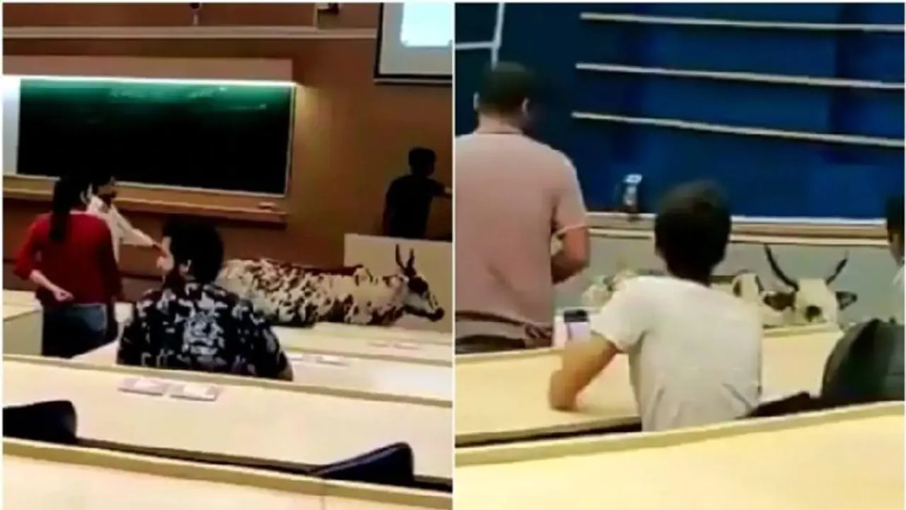 ಮುಂಬೈ ಐಐಟಿ ಮೊದ​ಲ ಮಹಡಿ ಪರೀಕ್ಷಾ ಕೊಠ​ಡಿ​ಗೆ ಬಂತು ಬೀದಿ ಹಸು!