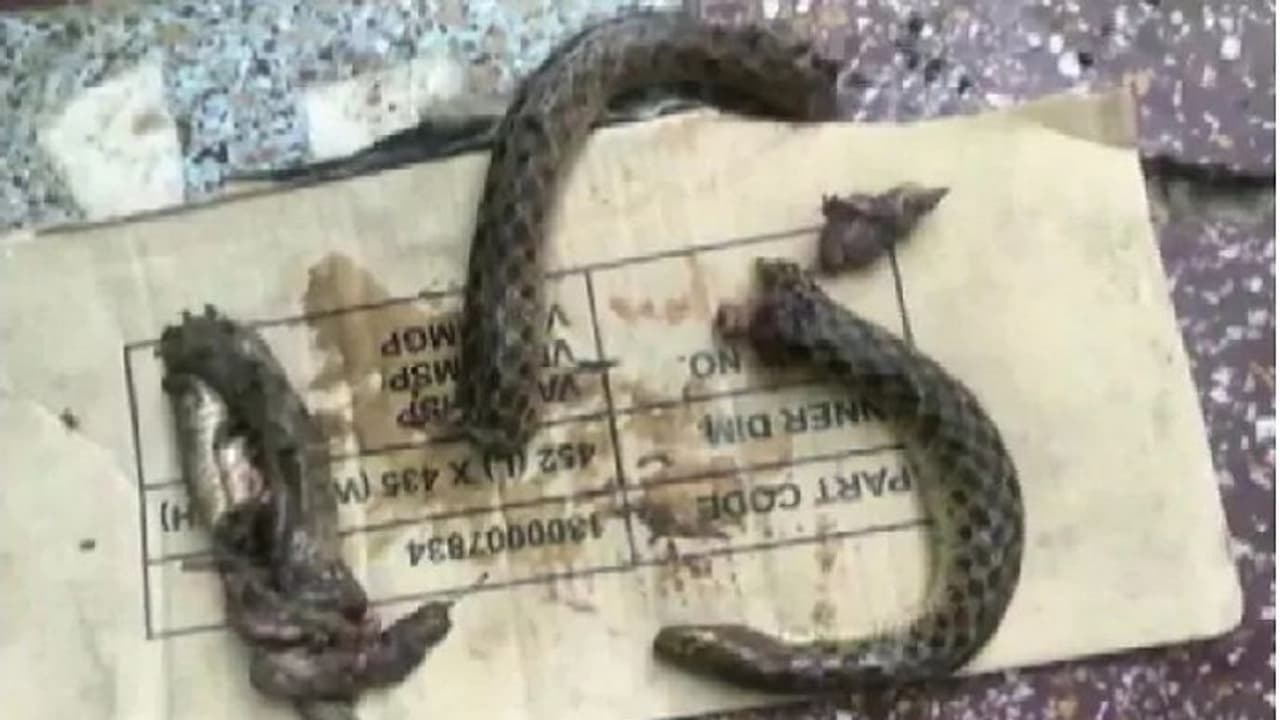 ಹಾವನ್ನೇ ಕಚ್ಚಿ ತುಂಡು ತುಂಡು ಮಾಡಿದ ಕುಡುಕ! ಹಾವನ್ನೇ ಕಚ್ಚಿ ತುಂಡು ತುಂಡು ಮಾಡಿದ ಕುಡುಕ!