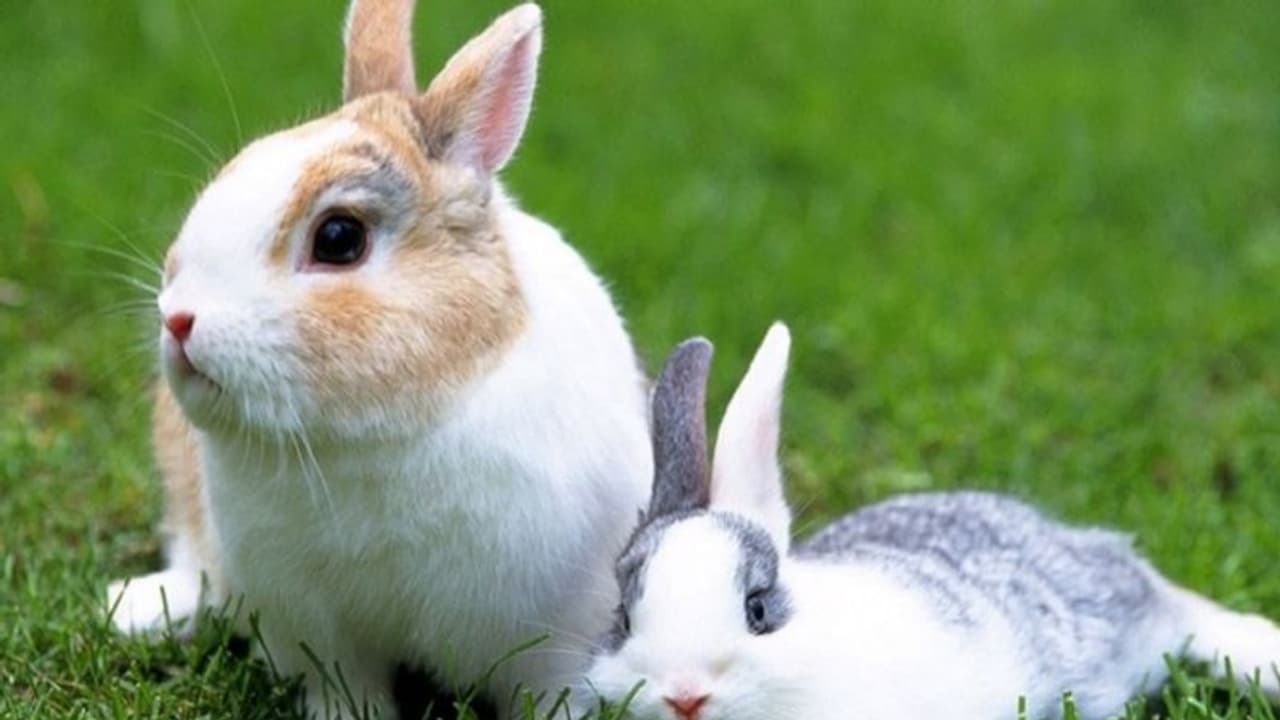 ಶಿವಮೊಗ್ಗ: ಕಾಡು ಮೊಲ ಕೊಂದು ಮಾರಾಟಕ್ಕೆ ಯತ್ನ, ನಾಲ್ವರ ಸೆರೆ