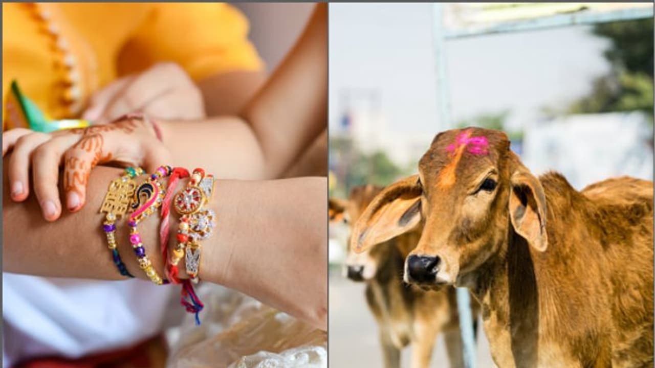 রাখিতেও গোমাতার আশীর্বাদ! বাজারে আসছে পরিবেশবান্ধব 'গোবর রাখি' রাখিতেও গোমাতার আশীর্বাদ! বাজারে আসছে পরিবেশবান্ধব 'গোবর রাখি'